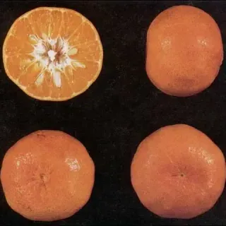 thumbnail for publication: Robinson Tangerine